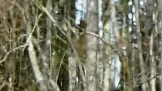 squirrel release