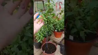 Формировка фуксий 🌿