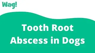 Tooth Root Abscess in Dogs | Wag!