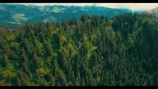Forest drone shot 4K (100% COPYRIGHT FREE)