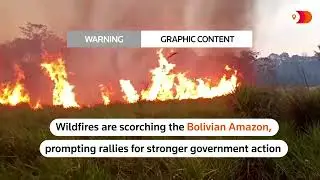 WARNING: GRAPHIC CONTENT - Bolivian Amazon wildfires scorch forests, kill animals