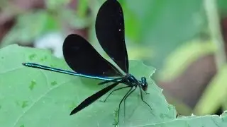 Ebony Jewelwing Damselflies