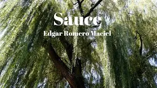 Sauce | Edgar Romero Maciel