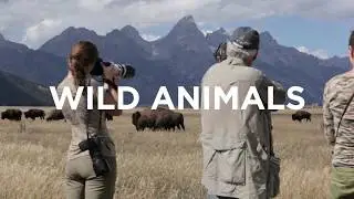 The Art Of Wildlife Photography (Official Trailer) with Tom Mangelsen