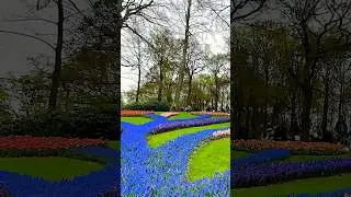 Wonder Garden of 7 Million Tulips