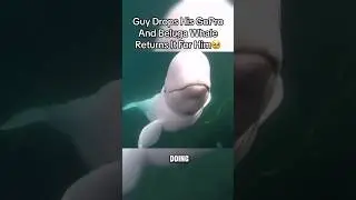 Beluga Whale Returns GoPro!
