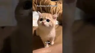 funny cat moments #cat #cats#catvideos #catshorts #catlovers #funny#funnyvideo #funnyshorts #shorts