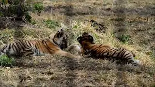 Rolling Hills Zoo Tiger cubs