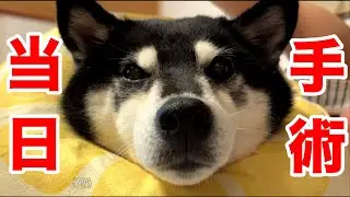 【ご報告】黒柴はる、手術が終わりました。（№305）