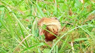 Cinnamon bittern calling #bird #birding  #birdwatching #heron