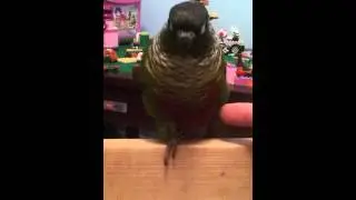 Green Cheek Conure. Sir William