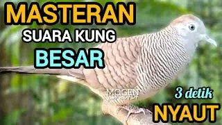 Perkutut lokal gacor suara kung besar||Masteran perkutut lokal super ampuh 