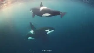 ORCAS AND WHALES WITH JACQUES DE VOS AND LUMIX S1