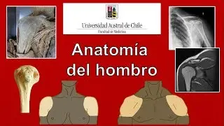 Anatomía del hombro