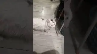 Вася хочет кушать