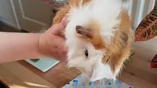How to weigh your guinea pig - Dutch guinea pigs -