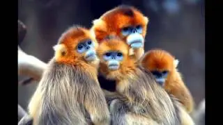 Nature vs nurture debate. Infanticide within the monkey kingdom.