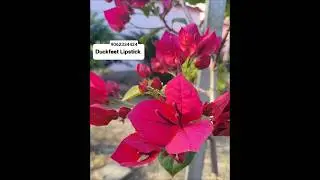 150+ Top Bougainvillea Varieties 2025 I'd with Names | Thai Varieties Bougainvillea I'd Names