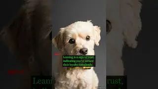 Why Dogs Lean on You 🐶❤️ | PetAgeCheck