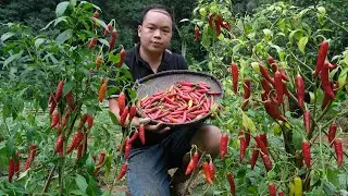 Duong Harvesting chili, Growing sugarcane and Animal Care