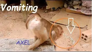 Sadness Poor baby Monkey Abandoned AXEL Come Out Of Some Fruits & Milk From Mouth after Breast Milk