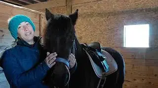 Paul the Colonial Spanish Mustang
