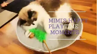 Simple Joys: Watching Mimi the Cat Have Fun / Mimi&rsquo;s happy playtime moments #cat #catlovers 