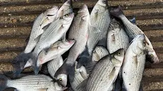 White bass. Todo lo que necesitas para pescar white bass