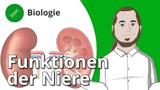 Funktion der Niere: Stoffaustausch und Ausscheidung &ndash; Biologie | Duden Learnattack