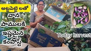 వేస్ట్ అట్ట పెట్టెలతో వానపాములకు ఇష్టమైన కంపోస్ట్, పెన్నాడ వంగ హార్వెస్ట్  #Cotton box compost, #