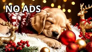 12 Hours Relaxing Dog Music🎵Separation Anxiety Relief Music💖Healing Music For Dogs💖🐶No Address