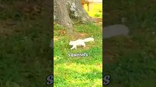 RARE White Squirrels #rare #illinois #squirrel #whitesquirrel #fyp #viral #explorepage #trending