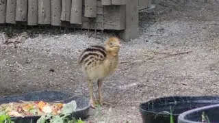 Cassowary Chick at Blank Park Zoo