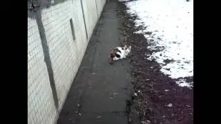Когда снег не расстаял Разношерстная киса Cats