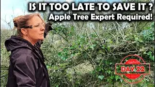 Day 22: Beginners Homestead - The Last Apple Tree: Is There Hope