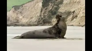 elephant seal sounds