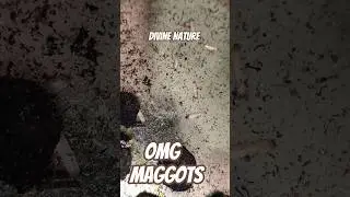 Maggots #dontcheckthesound #divinenature #shorts #viralshorts #insects #nature #worms #wormszone #yt
