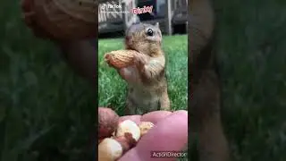 Chipmunk Dinky Squirrel TikTok Compilation party 3
