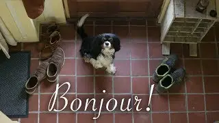 Holiday in France (Burgundy) | Cavalier King Charles Spaniel