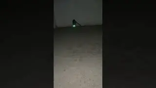 Glowing cat eyes | creepy 😱| cat eyes at night