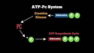 Anatomy - ATP Pc Energy System