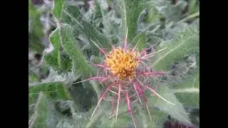 Prepare As Tea Blessed Thistle July 2022