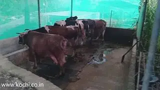 77 acres land with dairy farm in Kerala | Farm land in Chalakudy, near Cochin Airport.