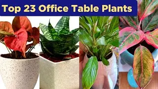 Top 23 Office Table Plants / Office Desk Plant No sunlight / Office Desk Plant Low Light #tableplant