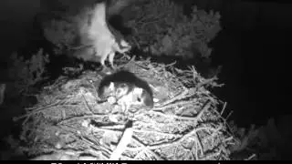 Laddie skydancing, first of several matings this morning - Scottish Wildlife Trust, Low