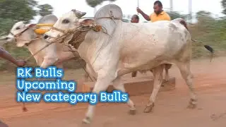 RK Bulls upcoming New category Bulls Beta video
