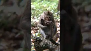 Smart Monkey Figures Out How to Open Juice 🧠🐵 #impressive #viral #shorts