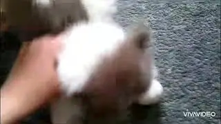 Cats Episode 30 ( Cats skills + Voice Reveal)