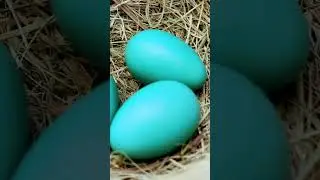 I have Robin baby eggs yay yay ￼