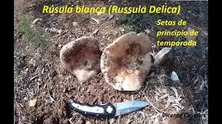 Cogiendo setas rusula blanca, parecidas a los niscalos o robellones principio de temporada